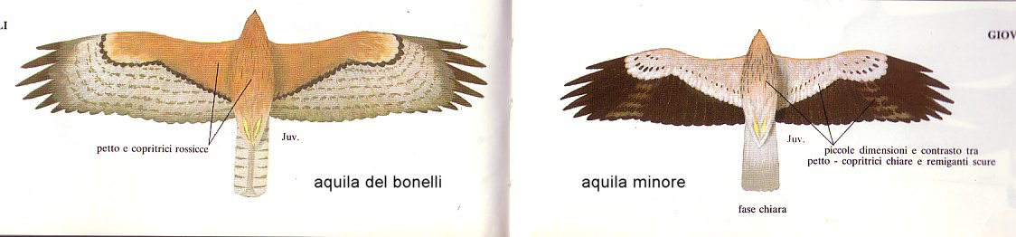 Conferma per Aquila del Bonelli